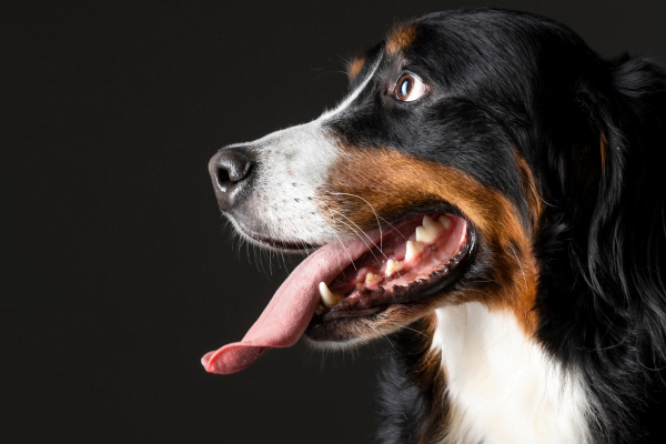 Como Comprar um Cão de Raça – A Escolha do Canil 1vettop% Como Comprar um Cão de Raça3