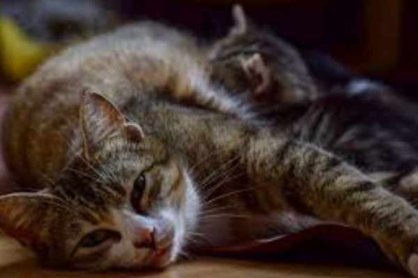 5 Complicações no Parto de Gatos 1vettop% Complicações no Parto de Gatos1