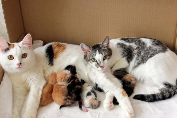 5 Complicações no Parto de Gatos 2vettop% Complicações no Parto de Gatos2