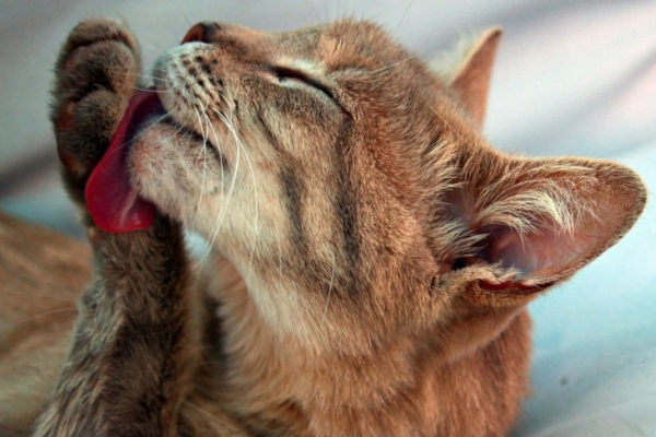 Dermatofitose em Gatos 2vettop% Dermatofitose2