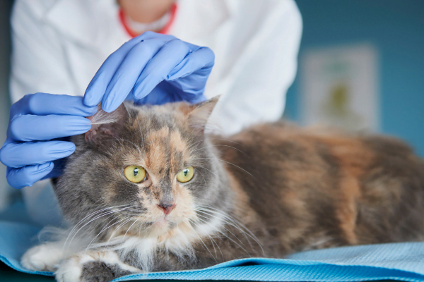 Dermatofitose em Gatos 3vettop% Dermatofitose3