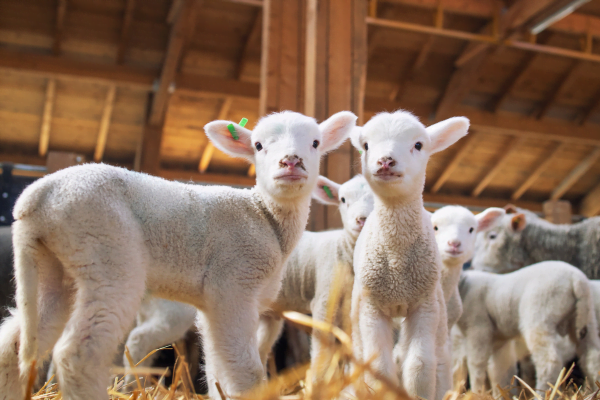 Doenças de Ovinos - Sintomas, Diagnóstico e Tratamento 1vettop% Doenças de Ovinos 1