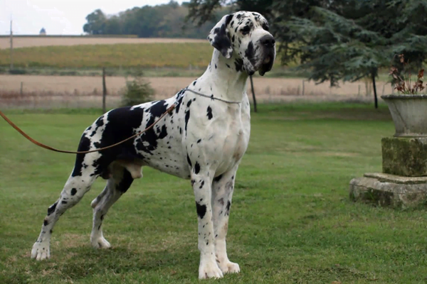 Dogue Alemão Conhecendo éssa raça incrivel 1vettop% Dog Alemão1