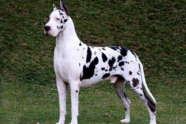 Dogue Alemão Conhecendo éssa raça incrivel 2vettop% Dog Alemão2