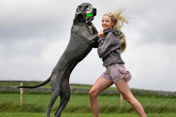 Dogue Alemão Conhecendo éssa raça incrivel 3vettop% Dog Alemão3