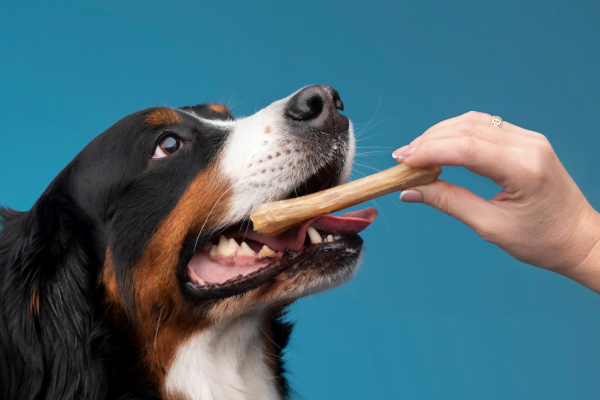 Fibra para cachorros - Importância, alimentos e suplementos 1vettop% Fibra para cachorros2