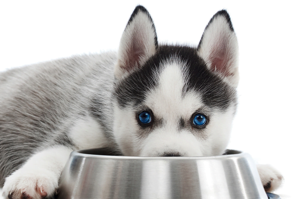 Fibra para cachorros - Importância, alimentos e suplementos 2vettop% Fibra para cachorros3
