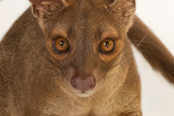 Animais de Madagascar 3vettop% Fossa madagascar