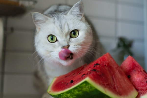 10 Frutas que gatos podem comer 3vettop% Frutas que gatos podem comer 3