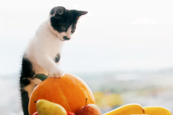 10 Frutas que gatos podem comer 2vettop% Frutas que gatos podem comer2