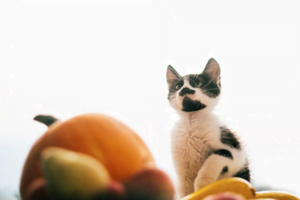 10 Frutas que gatos podem comer 1vettop% Frutas que gatos podem comer1