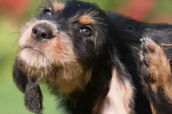 Fungos na Pele do Cachorro, Como Tratar 3vettop% Fungos na Pele do Cachorro5