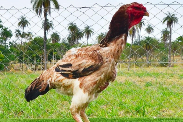 As principais raças de galinha no Brasil 2vettop% Galinha Índio Gigante