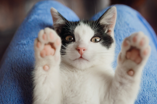 Gato com ferida exposta: como tratar? 1vettop% Gato com ferida exposta1
