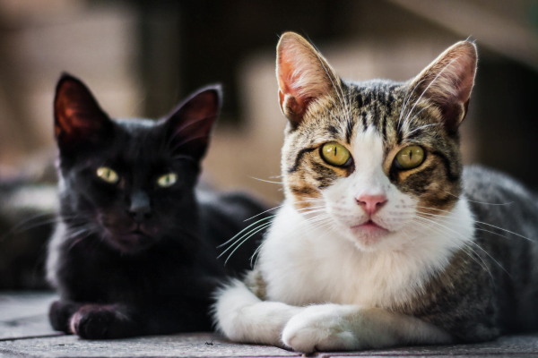 Gato com ferida exposta: como tratar? 2vettop% Gato com ferida exposta1