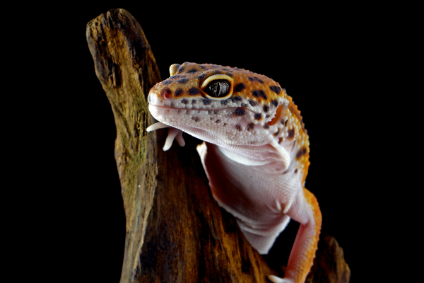 Como Cuidar de um Gecko Leopardo 2vettop% Gecko Leopardo1