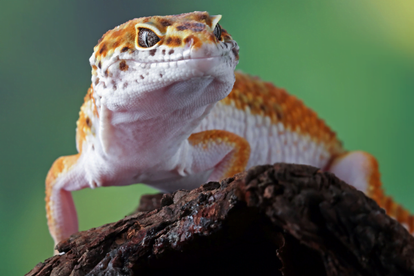Como Cuidar de um Gecko Leopardo 3vettop% Gecko Leopardo3