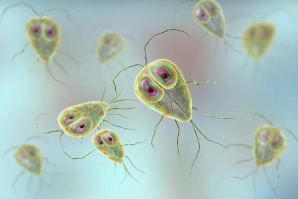 Vermes em gatos - Sintomas e Tratamento 6vettop% Giardia