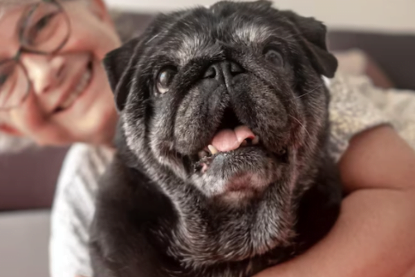 Glucosamina para cães 2vettop% Glucosamina para cães2