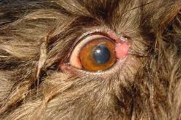 Histiocitoma em cães 2vettop% Histiocitoma em cães3