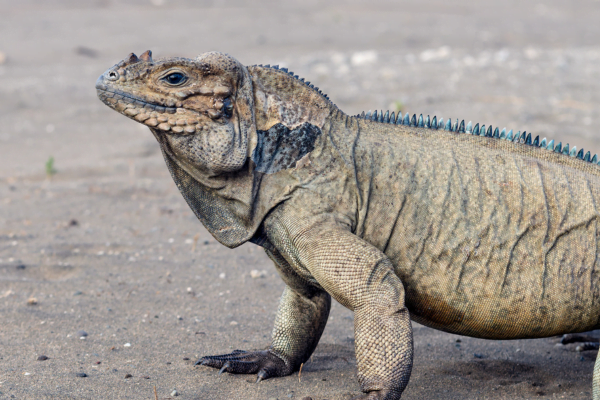 Tipos de Iguanas: As Fascinante das Espécies de Iguanas 3vettop% Iguana Rinoceronte