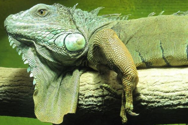 Tipos de Iguanas: As Fascinante das Espécies de Iguanas 1vettop% Iguana Verde