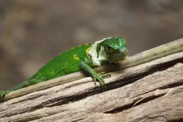 Tipos de Iguanas: As Fascinante das Espécies de Iguanas 2vettop% Iguana das Antilhas Menores