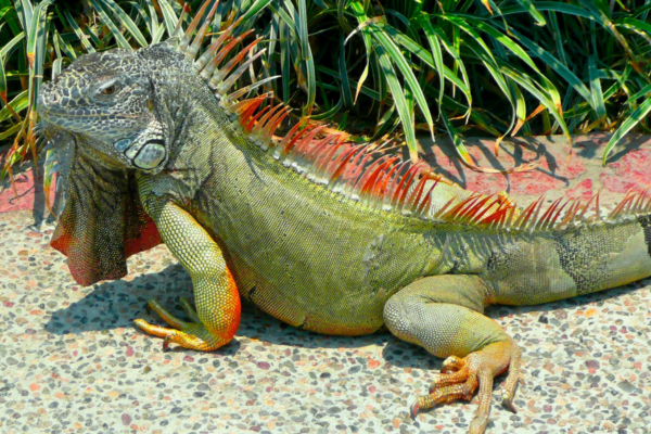 Tipos de Iguanas: As Fascinante das Espécies de Iguanas 6vettop% Iguana de Cauda Espinhosa