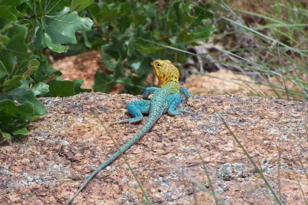 Tipos de Iguanas: As Fascinante das Espécies de Iguanas 5vettop% Iguana de Colar