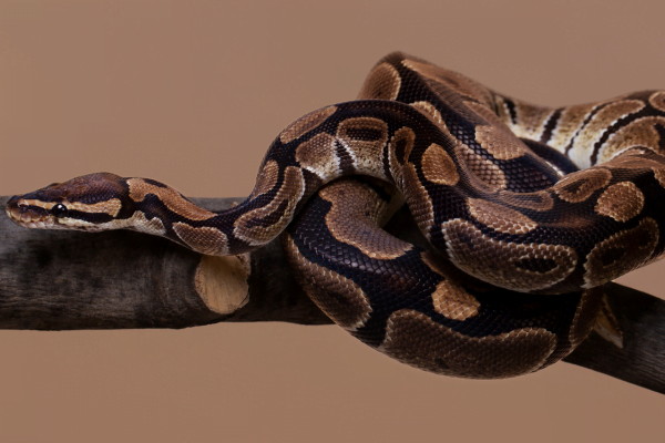 As 10 maiores serpentes do mundo 8vettop% Jiboia