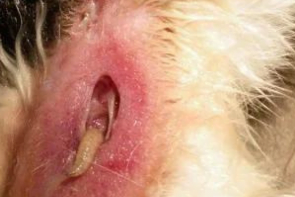 Miíase em cães: causas, sintomas e tratamento 1vettop% Miíase em cães