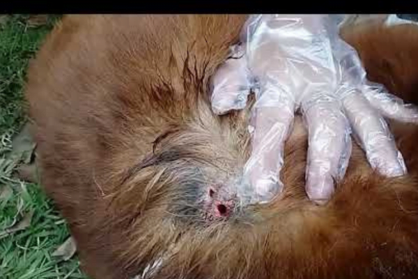 Miíase em cães: causas, sintomas e tratamento 2vettop% Miíase em cães3