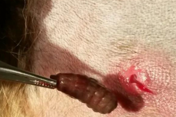 Miíase em cães: causas, sintomas e tratamento 3vettop% Miíase em cães4