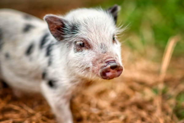 Mini Pig como animal de estimação 1vettop% Mini Pig Juliana