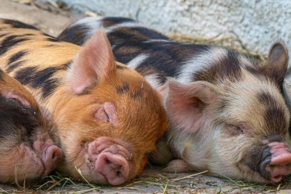 Mini Pig como animal de estimação 3vettop% Mini Pig Americano
