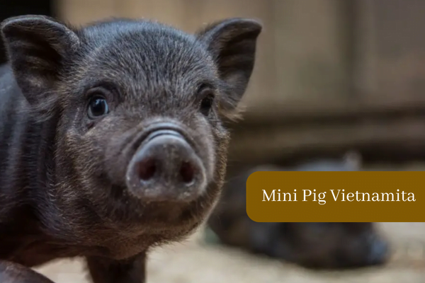 Mini Pig como animal de estimação 2vettop% Mini Pig Vietnamita