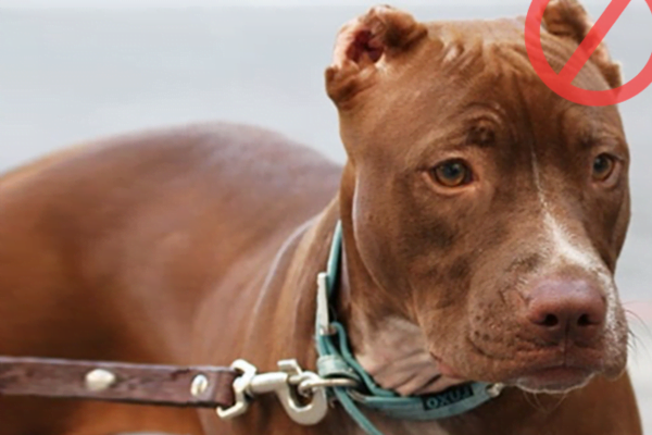 Mutilação Estética de Cães e gatos: 6vettop% Mutilação Estética
