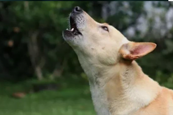 Mutilação Estética de Cães e gatos: 5vettop% cao5