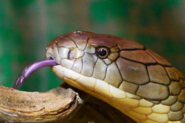 As 10 maiores serpentes do mundo 9vettop% Naja Real