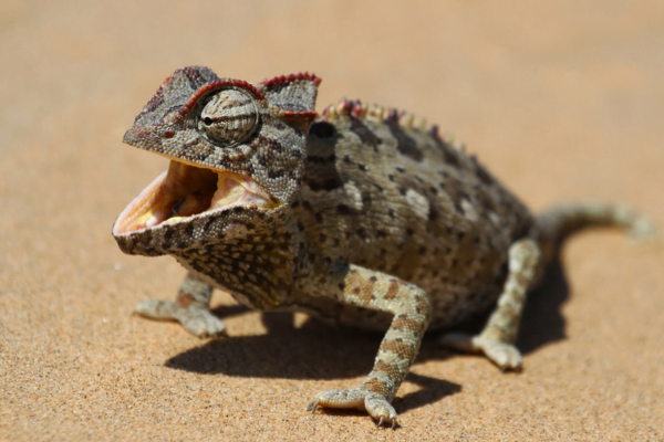 O Fascinante Mundo dos Tipos de Camaleão 1vettop% O Camaleão do Deserto