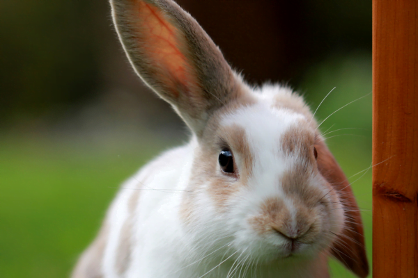 10 Curiosidades Sobre Coelhos 1vettop% O coelho reconhece seu tutor (1)
