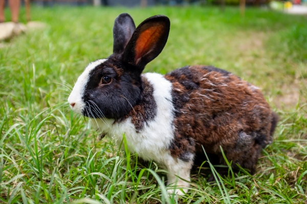 10 Curiosidades Sobre Coelhos 3vettop% O coelho reconhece seu tutor (2)