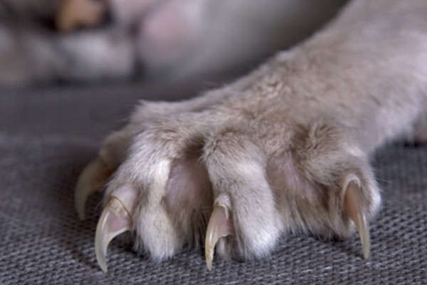 Mutilação Estética de Cães e gatos: 4vettop% Onicectomia em Gatos: