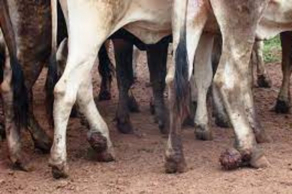 As principais doenças em bovinos no Brasil 6vettop% Pododermatite