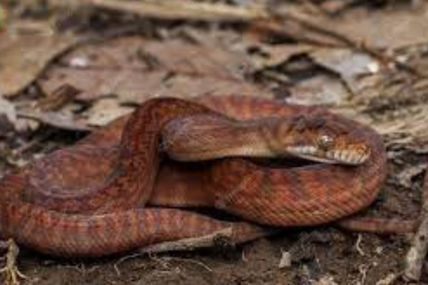 As 10 maiores serpentes do mundo 6vettop% Python Ametista