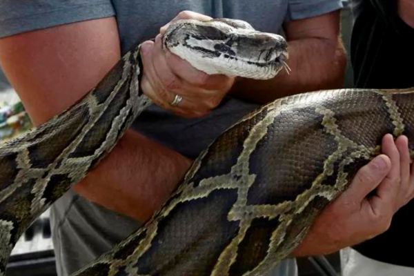 As 10 maiores serpentes do mundo 2vettop% Python Birmanesa