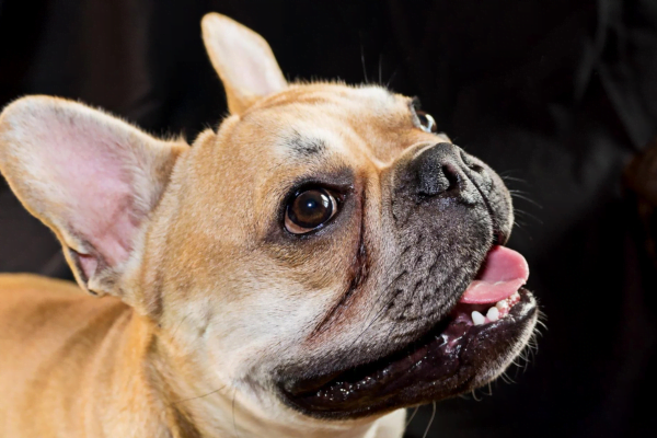 Mutilação Estética de Cães e gatos: 3vettop% Rinoplastia