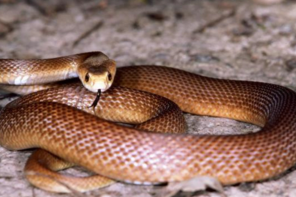 As 10 maiores serpentes do mundo 10vettop% Taipan Costeira