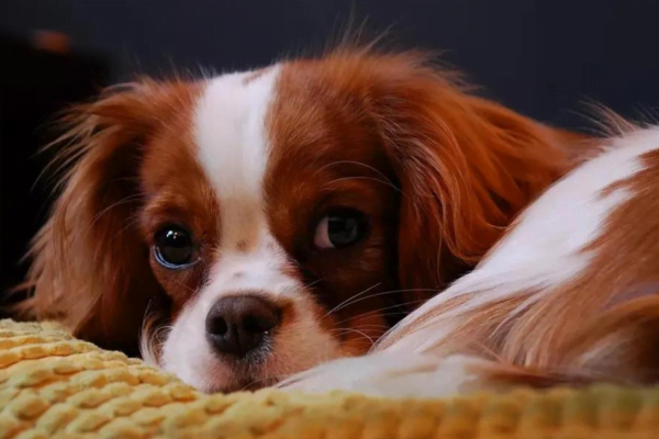 Cavalier King Charles Spaniel 2vettop% The Cavalier King2