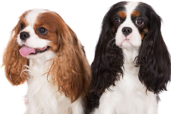 Cavalier King Charles Spaniel 3vettop% The Cavalier King3